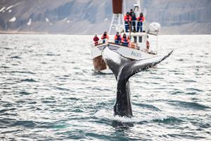 Whale Watching Experience in Iceland