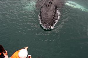 Humpback Whale