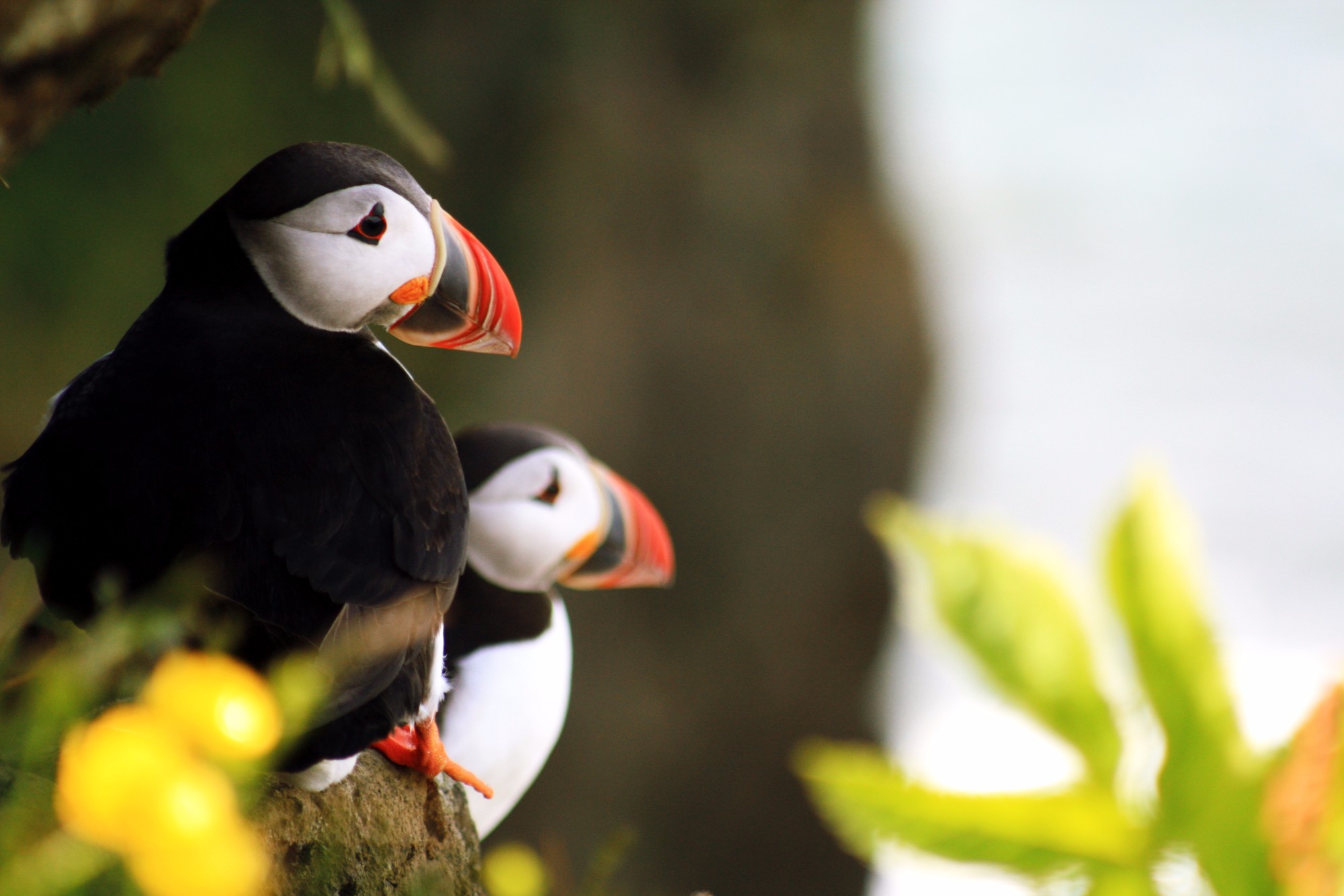 all about puffins