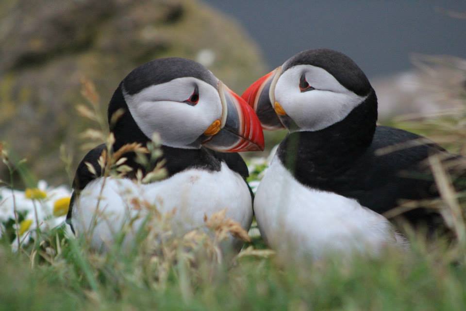 Top Facts About Puffins | Hey Iceland