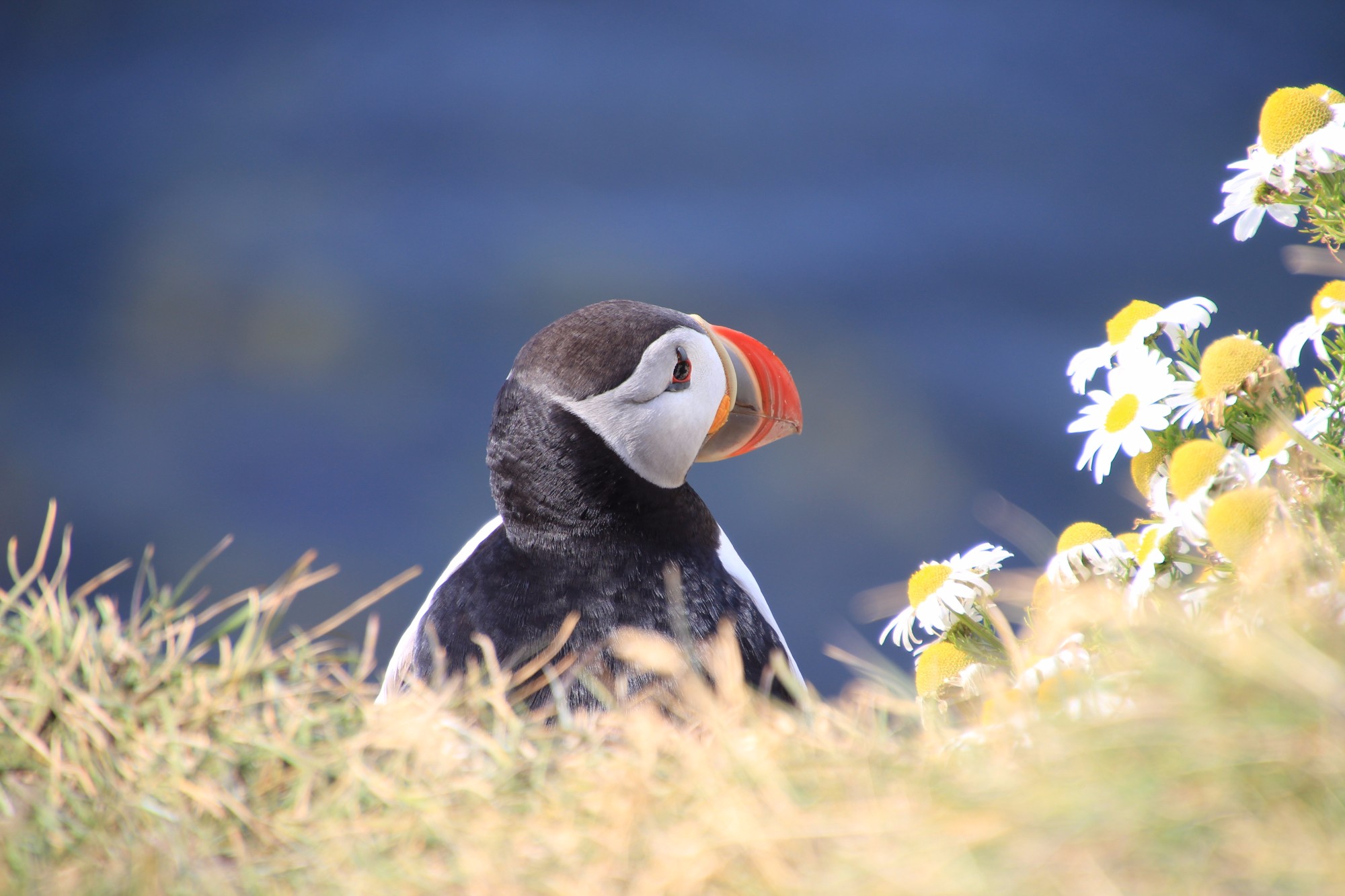 Puffin Facts & Information Guide - Aurora Expeditions™