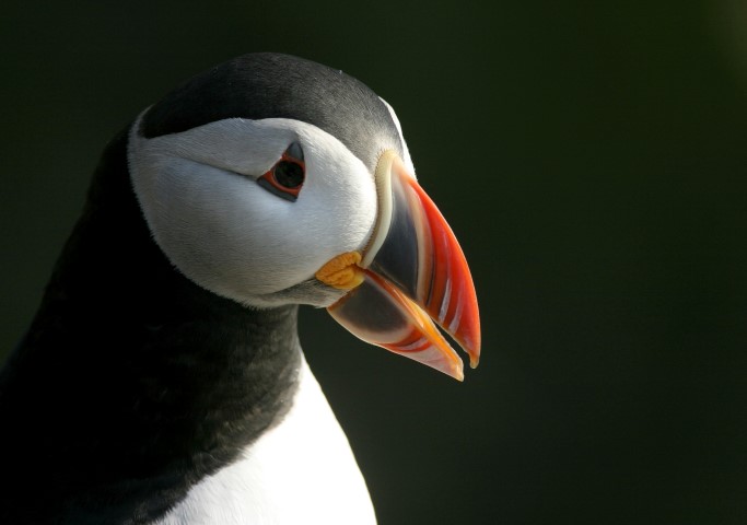 Atlantic puffin  Facts, pictures & more about Atlantic puffin