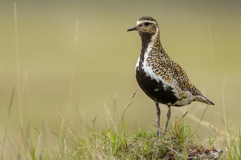 Golden Plover