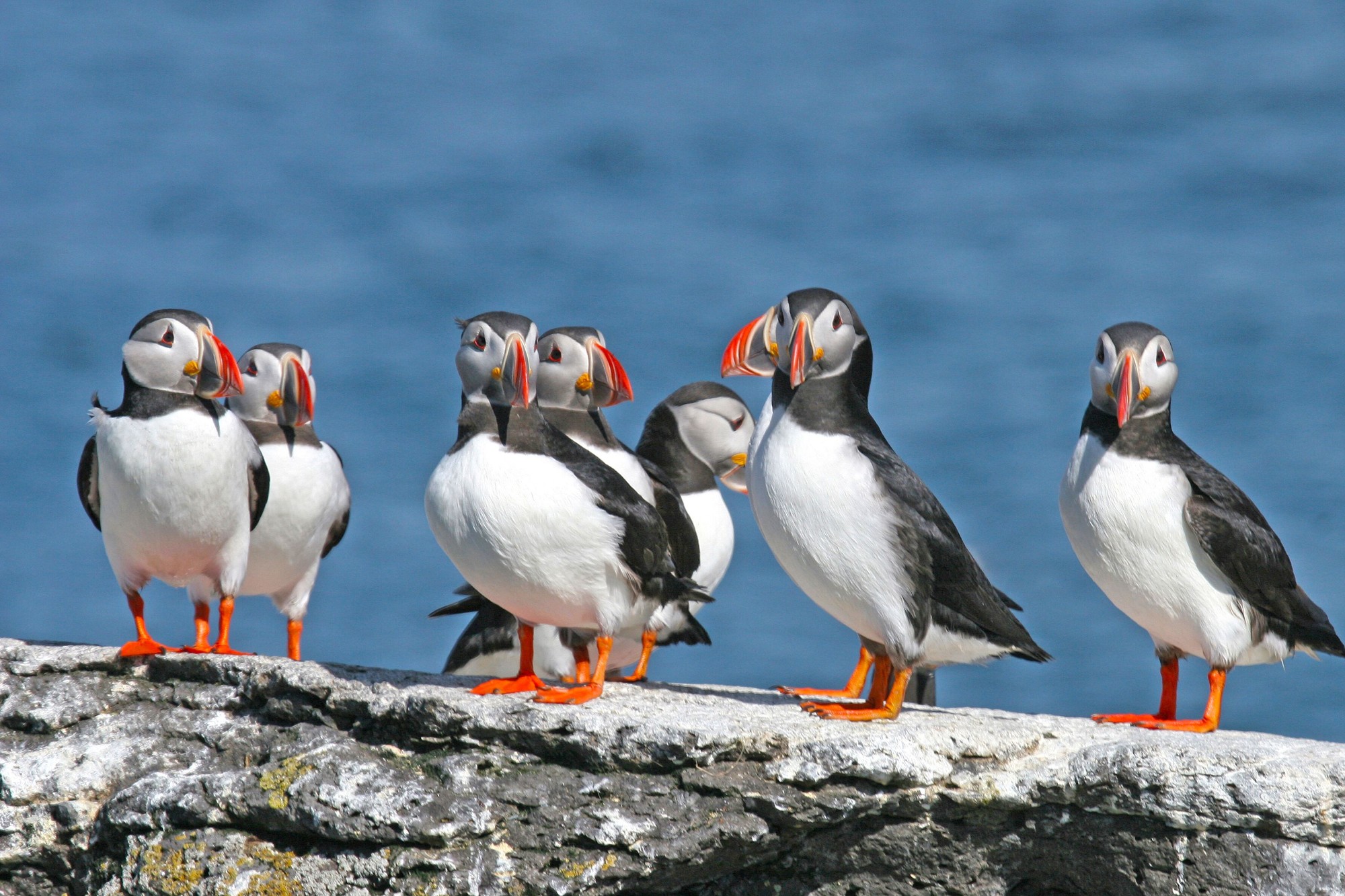 Puffin nesting sites in western Europe could be lost by end of