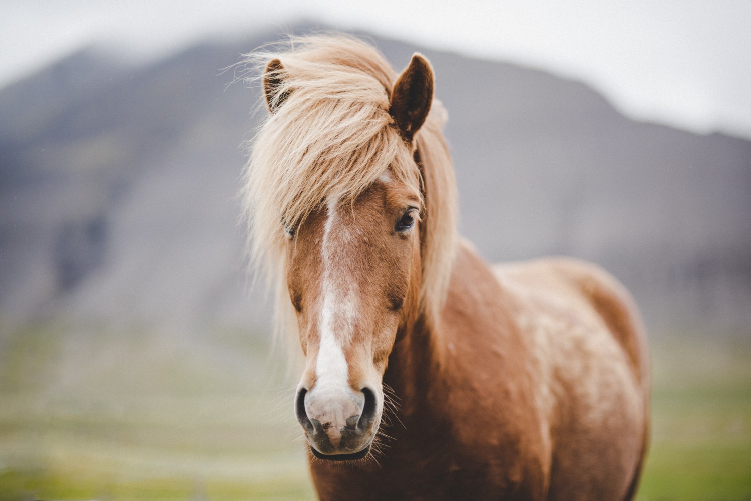 Icelandic horses Everything you need to know about this special breed