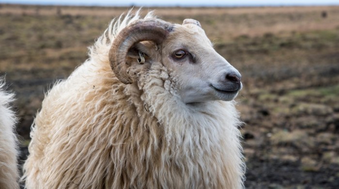 Icelandic sheep portrait Icelandic sheep portrait