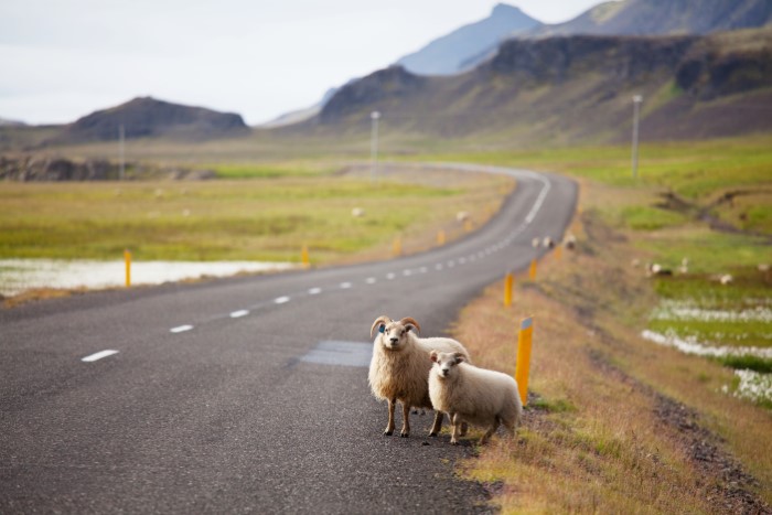 Icelandic sheep road Icelandic sheep road