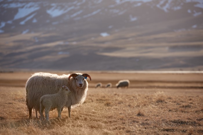 Icelandic sheep Icelandic sheep
