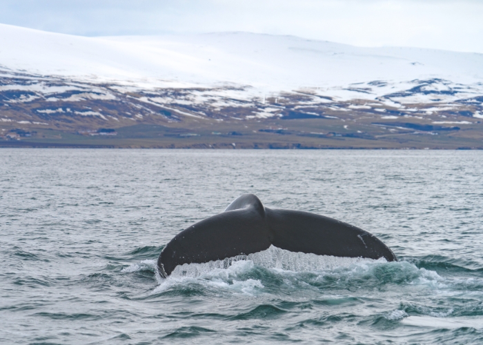 Whale Watching North