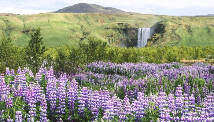 Skógafoss Summer