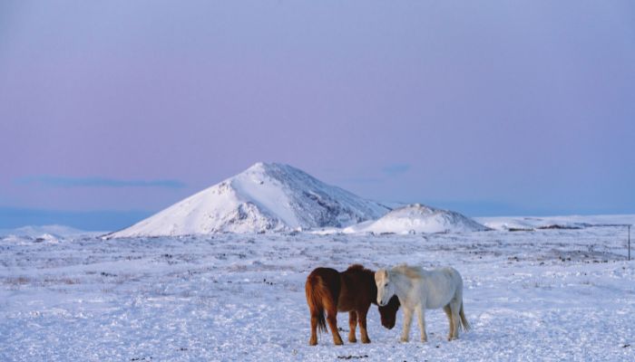 Icelandic Horse During Winter