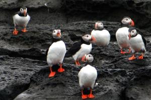 Puffin Express -Puffins on a rocky shore